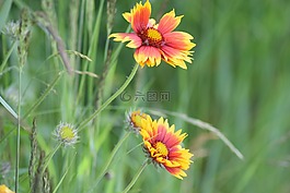 花,夏季,konkardenblume
