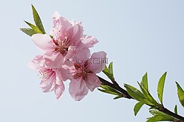 桃花,粉紅,初生