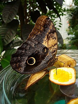 蝴蝶,昆虫,蝴蝶屋mainau