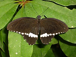 蝴蝶,昆虫,蝴蝶屋mainau