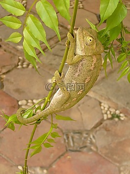 变色龙,爬行动物,昆虫吃