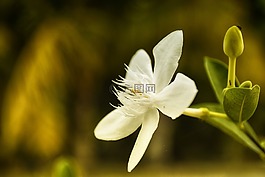 花,蜜蜂,自然