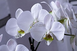 蘭花,生日,2018