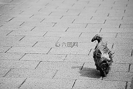狗,約克郡,小狗
