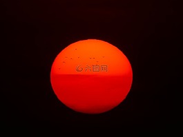 太陽,火球,鳥類