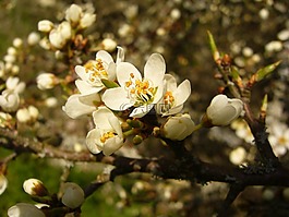 schlehe,开花,春天