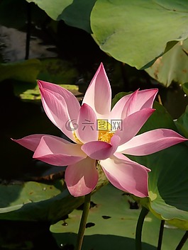 蓮花,菡,開花