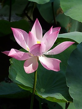 蓮花,菡,開花