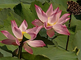 蓮花,菡,開花