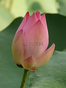 蓮花,菡,開花