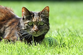 猫,宠物,玳瑁