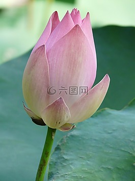 蓮花,菡,開花