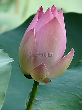 蓮花,菡,開花