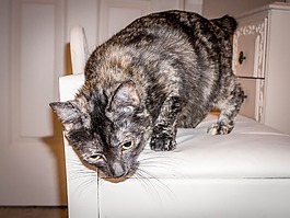 猫,猫的,玳瑁