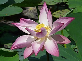 蓮花,菡,開花