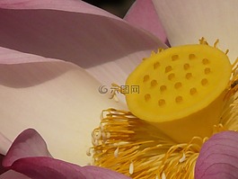 蓮花,菡,開花
