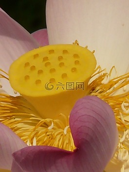 蓮花,菡,開花