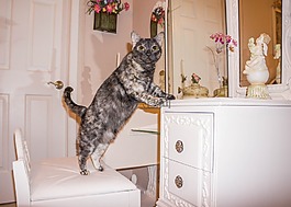 猫,猫的,玳瑁