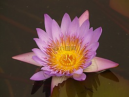 睡蓮,開(kāi)花,紫