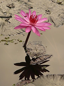 睡蓮,開花,粉紅色