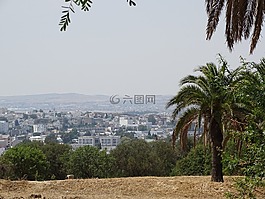 突尼斯,城市,树