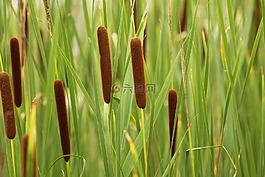 蘆葦,沼澤,aquascope的virelles