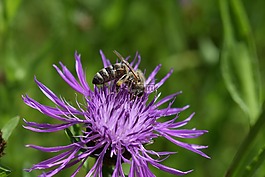 蜜蜂,knapweed,矢车菊 jacea