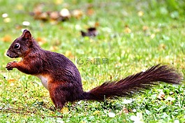 松鼠,嚙齒動物,森林動物