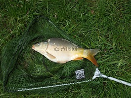 魚(yú),鯉魚(yú),網(wǎng)絡(luò)
