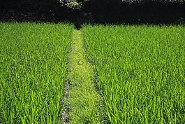 中國,開化,霞田