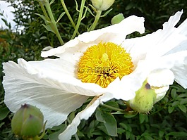 花園,開花,白
