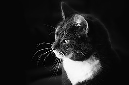 黑色和白色,b w,貓