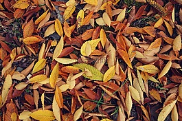 秋天的樹(shù)葉,秋季,葉