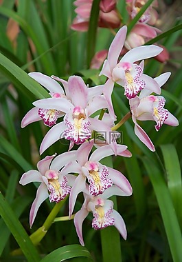 蘭花,泰國(guó),鮮花
