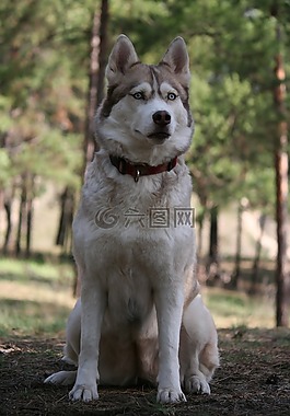 西伯利亞雪橇犬,森林,狗看起來