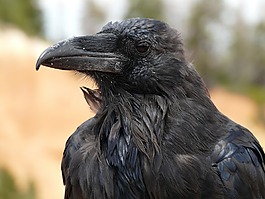 烏鴉,鳥,鳥類