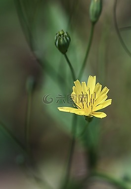 野生花卉,花,夏天花