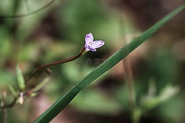 野生花卉,夏天花,花