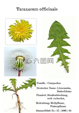 数字化herbarblatt,药用植物,扫描仪