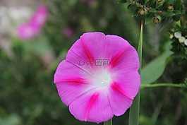 開花,性質(zhì),紫