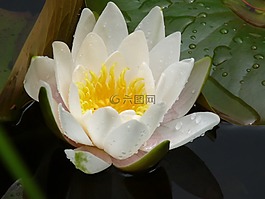 睡莲,nymphea,白