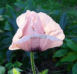 罂粟,粉红色,klatschmohn
