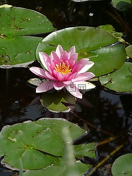 睡莲,nymphea,池塘