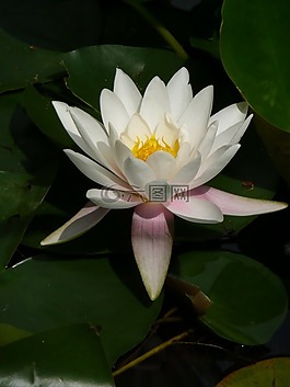 睡莲,nymphea,花园