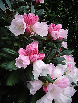 杜鵑,雙色,植物群
