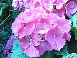 花,八仙花,開花
