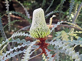 banksias,花卉,性質(zhì)