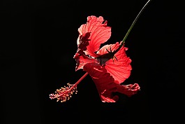 花,紅色,背光