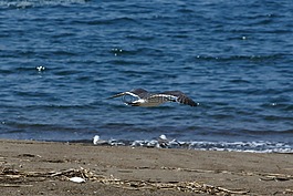 動物,海,海灘