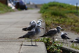 動物,海,海灘